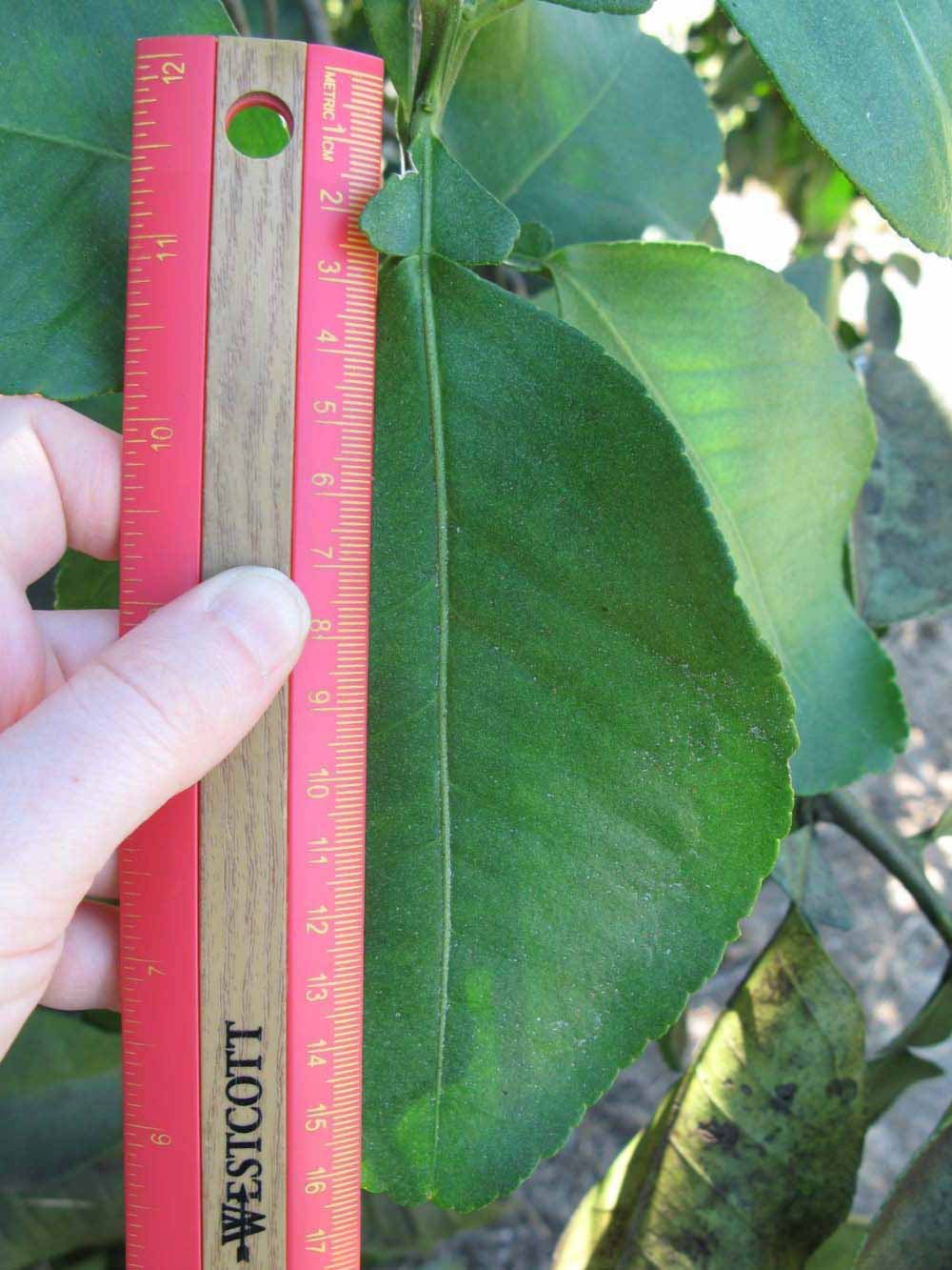              Unifoliolate leaf (Winter Haven, FL)       